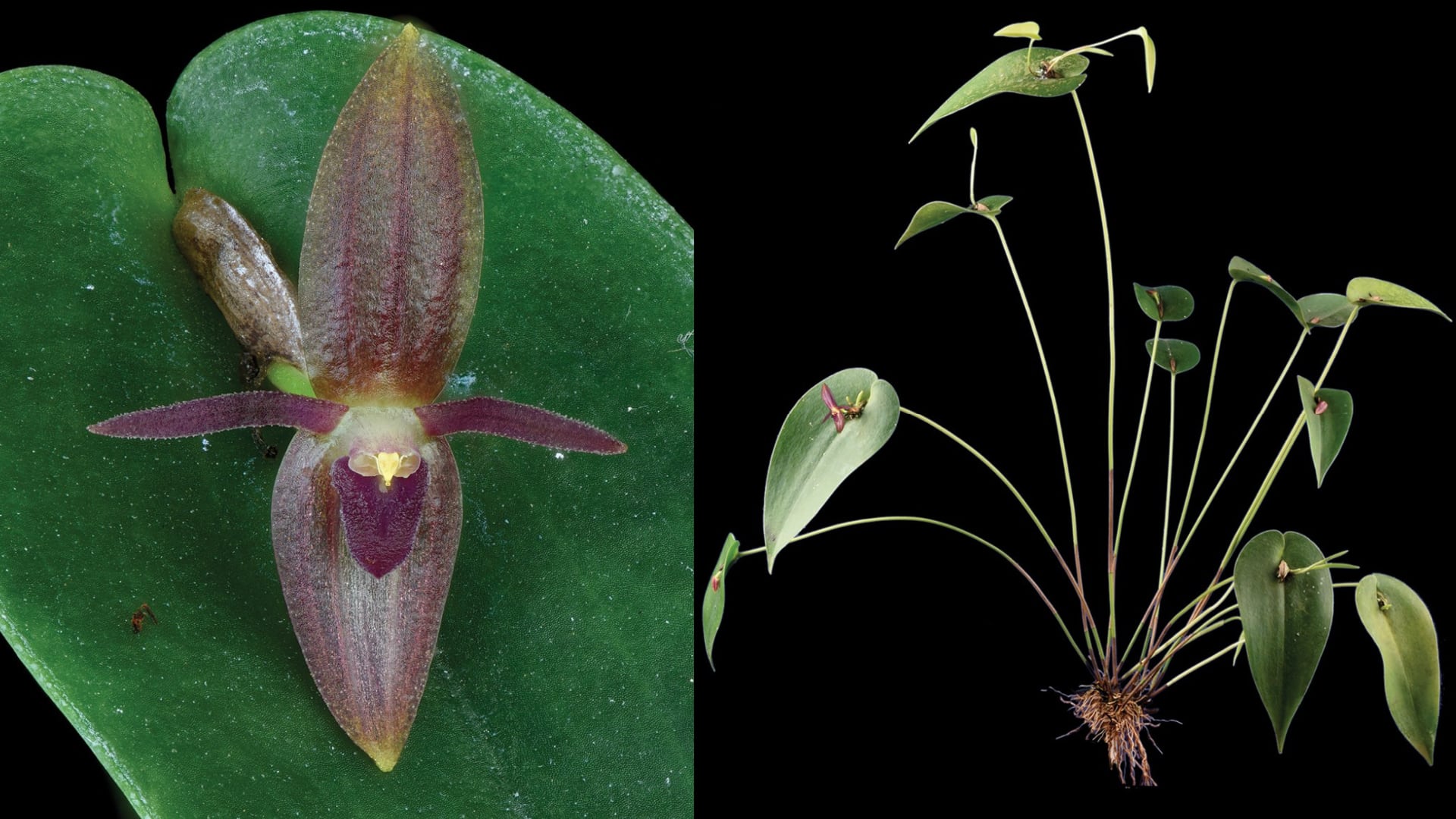 Dos fotografías de la nueva orquídea "Pleurothallis winkeliana".