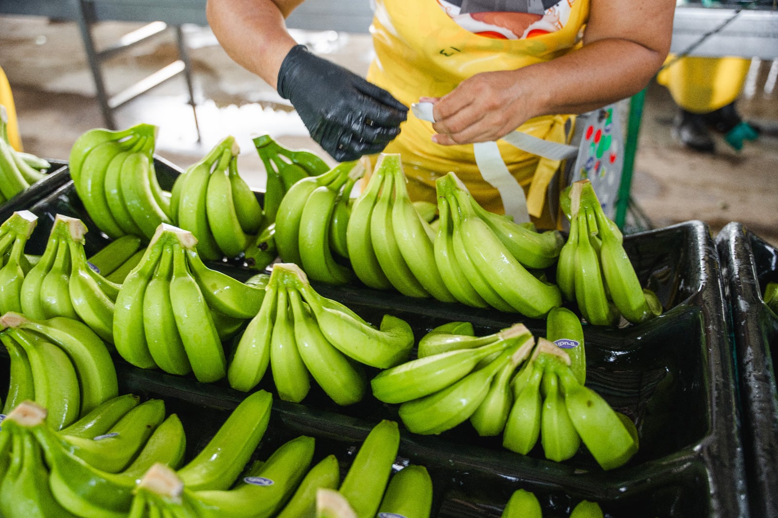 Banano de exportación de Costa Rica afectada por lluvias intensas y la sigatoka negra, lo que provocó una reducción del 20,7% en las exportaciones durante el primer semestre de 2025.