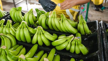 El hongo más letal del banano avanza en la región: esto hace Costa Rica para evitar su entrada