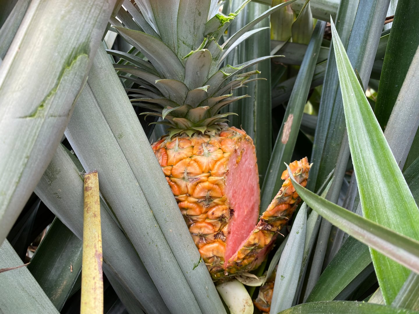 ¿Por qué solo Fresh Del Monte puede producir y comercializar la piña ...