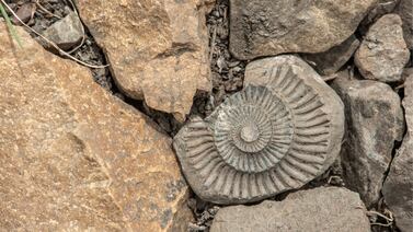 Fósil de caracol hallado dentro de su madre revela secretos de hace un millón de años