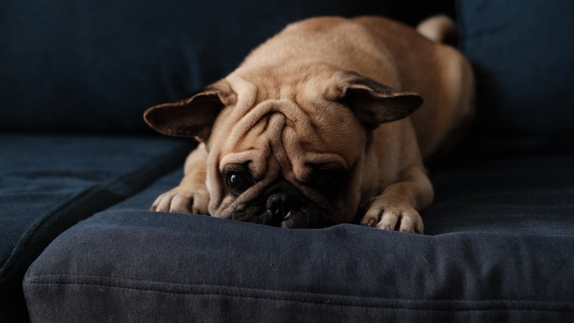 La pirotecnia afecta a perros y gatos. Identificación, espacios seguros y cuidados específicos ayudan a atravesar Navidad y Año Nuevo sin riesgos.
