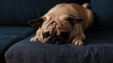 Cómo proteger a sus perros y gatos del impacto de la pirotecnia en Navidad y Año Nuevo