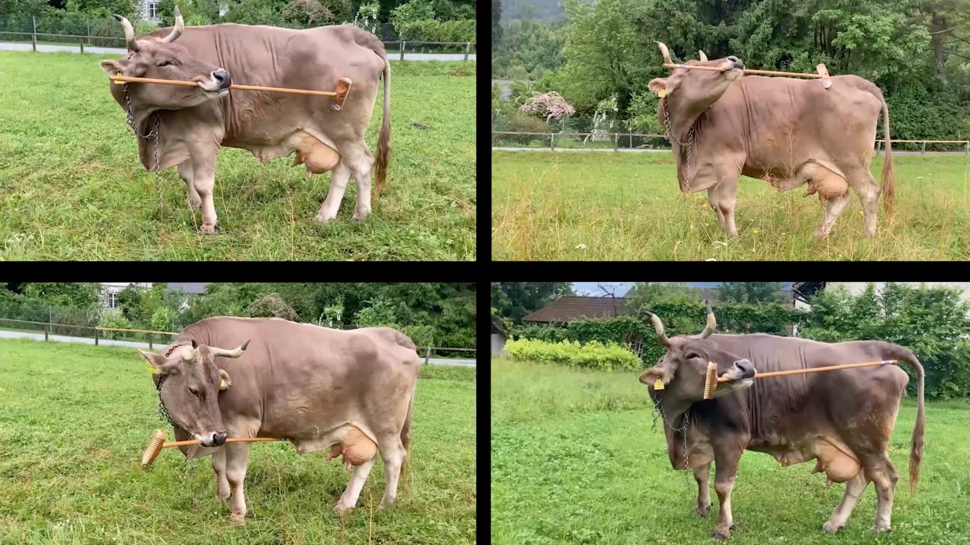 Investigadores documentaron el primer uso de herramientas en ganado bovino. El caso de Veronika mostró decisiones funcionales y uso multipropósito.