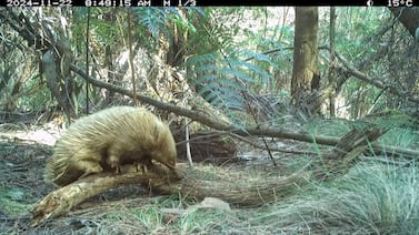 Hallazgo inesperado en isla remota revela raro mamífero y miles de especies ocultas