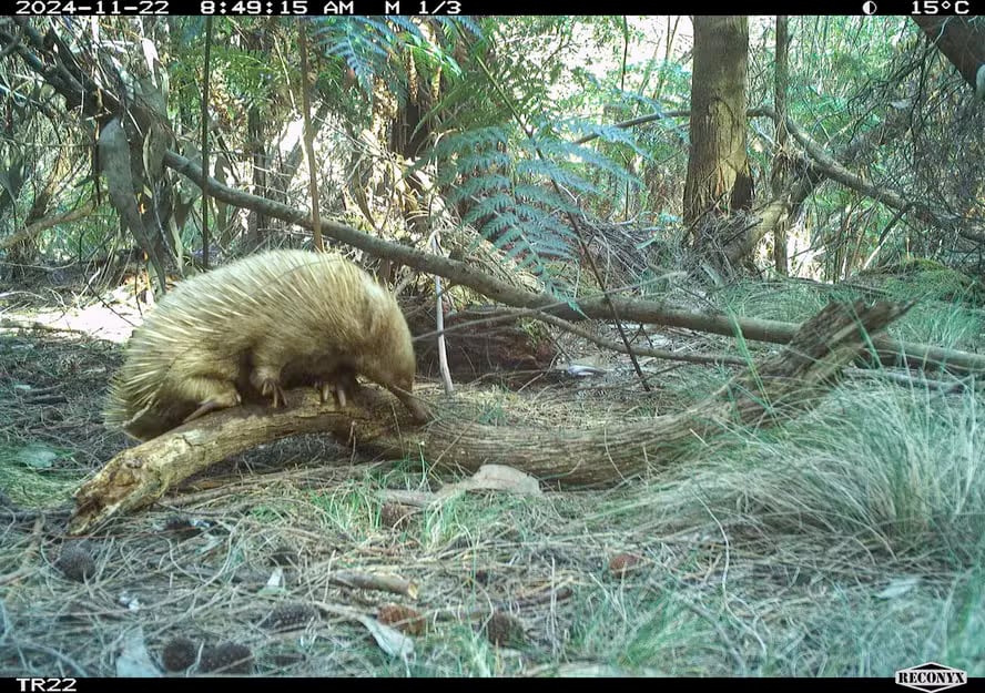 Monitoreo en Tasmania documenta especies raras y confirma que una isla remota es refugio clave para fauna amenazada.