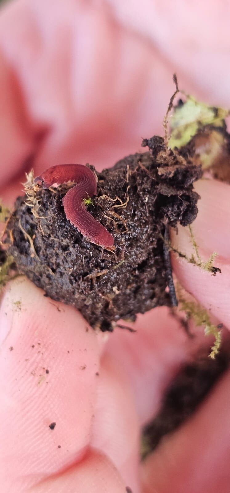 Fotografía en detalle del gusano de terciopelo en la mano de una persona.