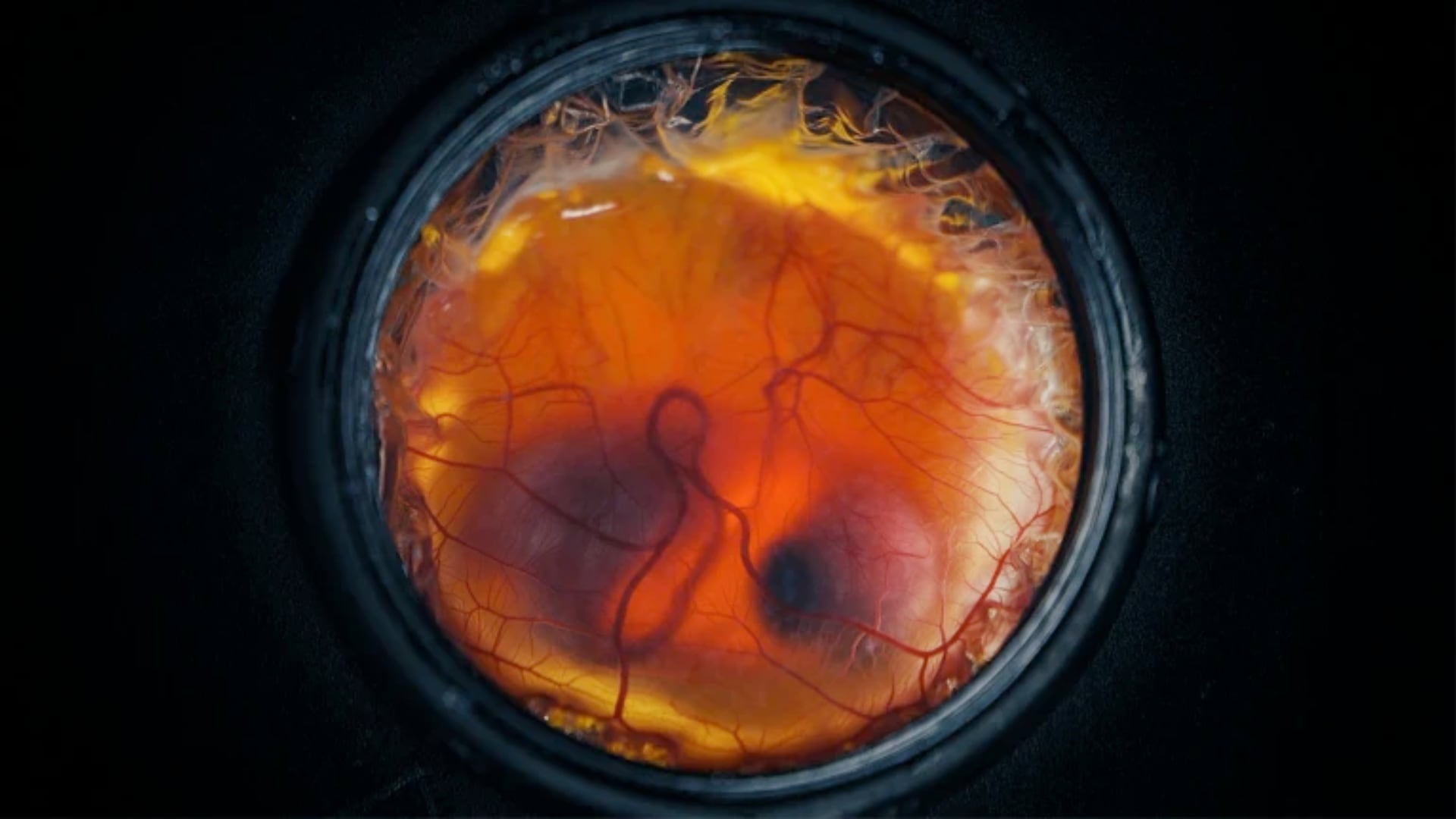 El nuevo sistema incubó pollitos en una cáscara artificial, pero investigadores dudan de que pueda devolver especies extintas.