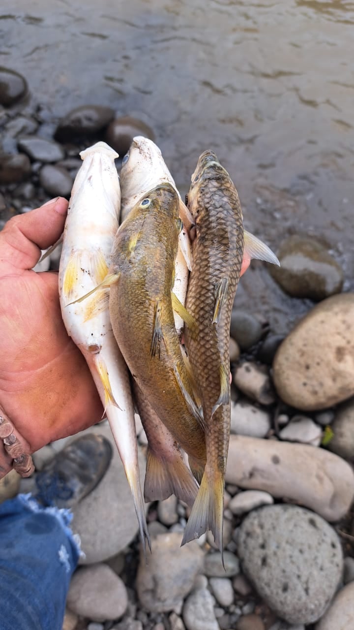 Vecinos mostraron imágenes de peces muertos en el río Barranca.