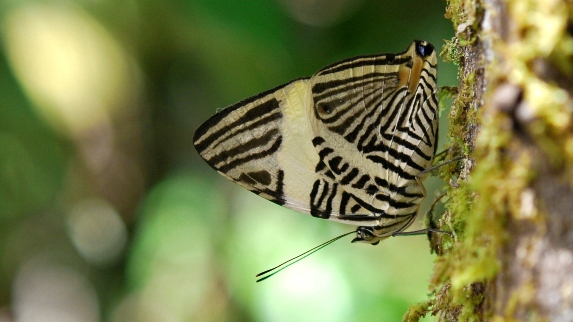 Un estudio con participación costarricense identificó una nueva especie de mariposa tropical que durante años fue confundida con otra.