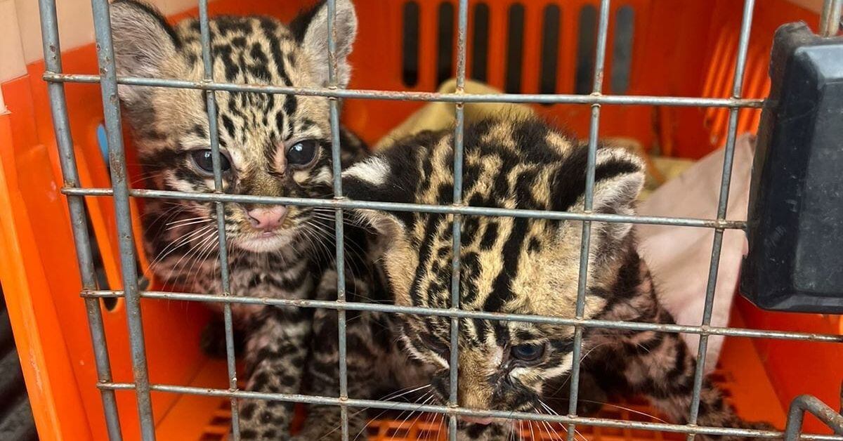 Los animales estaban deshidratados, flacos y se mostraron acostumbrados a la presencia de personas, por lo que se estima que llevaban más de una semana en cautiverio. (Fotografía brindada por Reiner Montero)