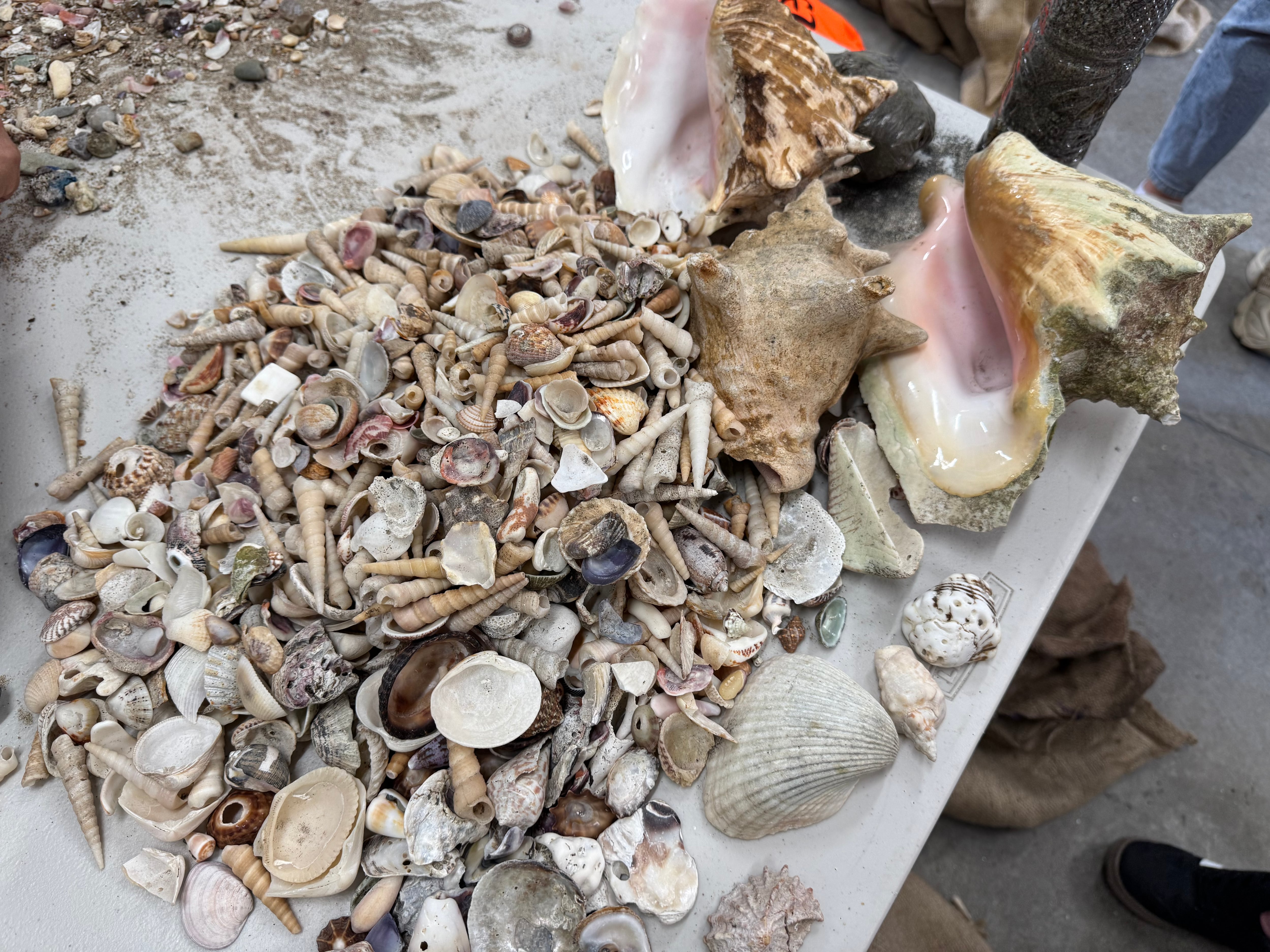 En una mesa, un grupo de conchas y caracoles marinos que fueron decomisados a los turistas en el aeropuerto.