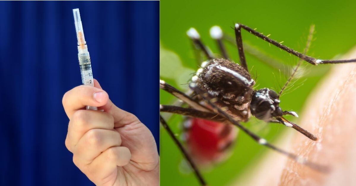 Composición fotográfica de dos fotografías. A la izquierda, una vacuna. A la derecha, el mosquito Aedes aegytpi, transmisor de la fiebre amarilla.