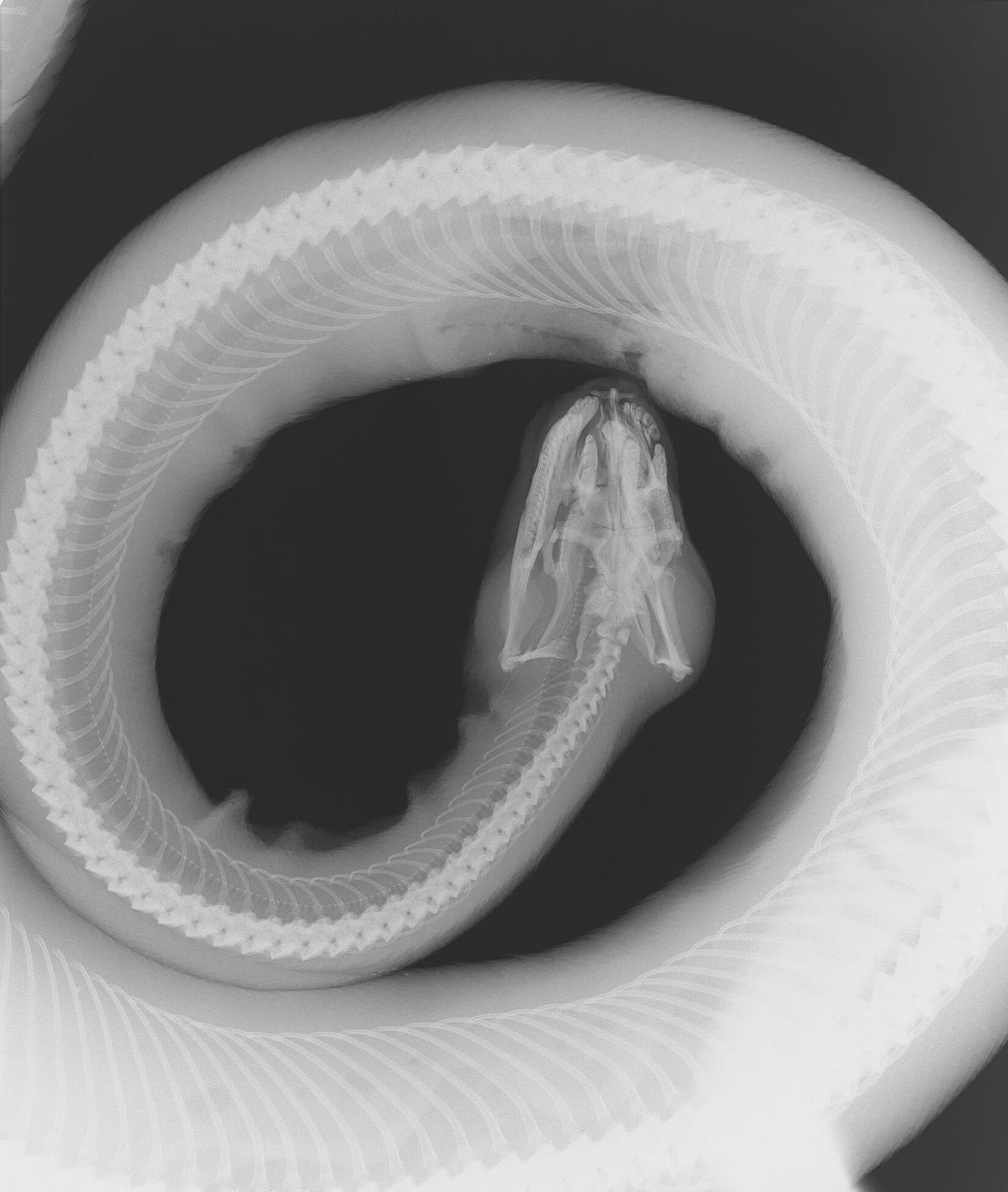 Boa tras haber sido macheteada