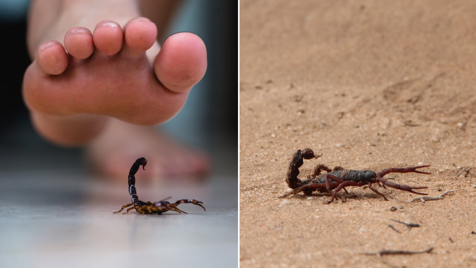 Especialistas compartieron recomendaciones clave para evitar alacranes en casa y reducir el riesgo de picaduras.