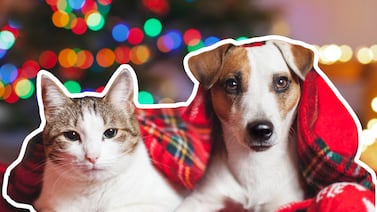 Cómo crear un refugio seguro para su mascota si se queda sola en Navidad y Año Nuevo