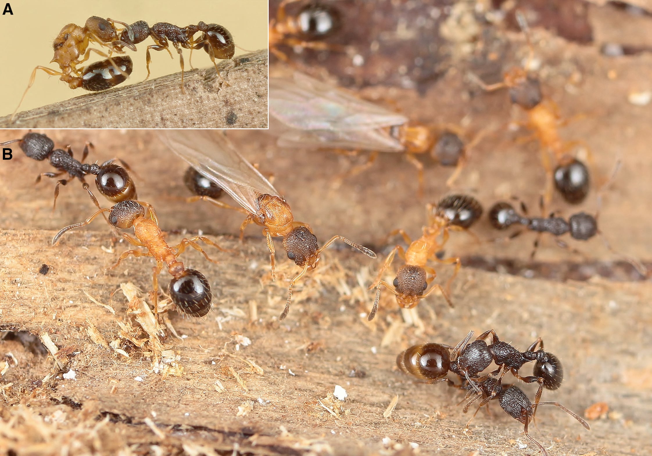 Investigadores documentan una hormiga parásita compuesta exclusivamente por reinas.