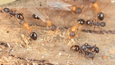 Descubren la primera especie de hormiga sin obreras ni machos, formada solo por reinas