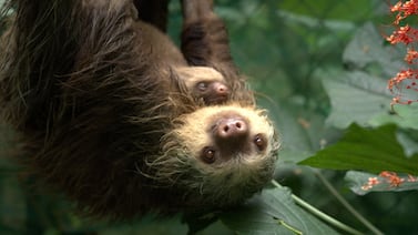 Perezosa y su cría son captadas tomando agua de una forma muy particular en Costa Rica: vea el tierno momento