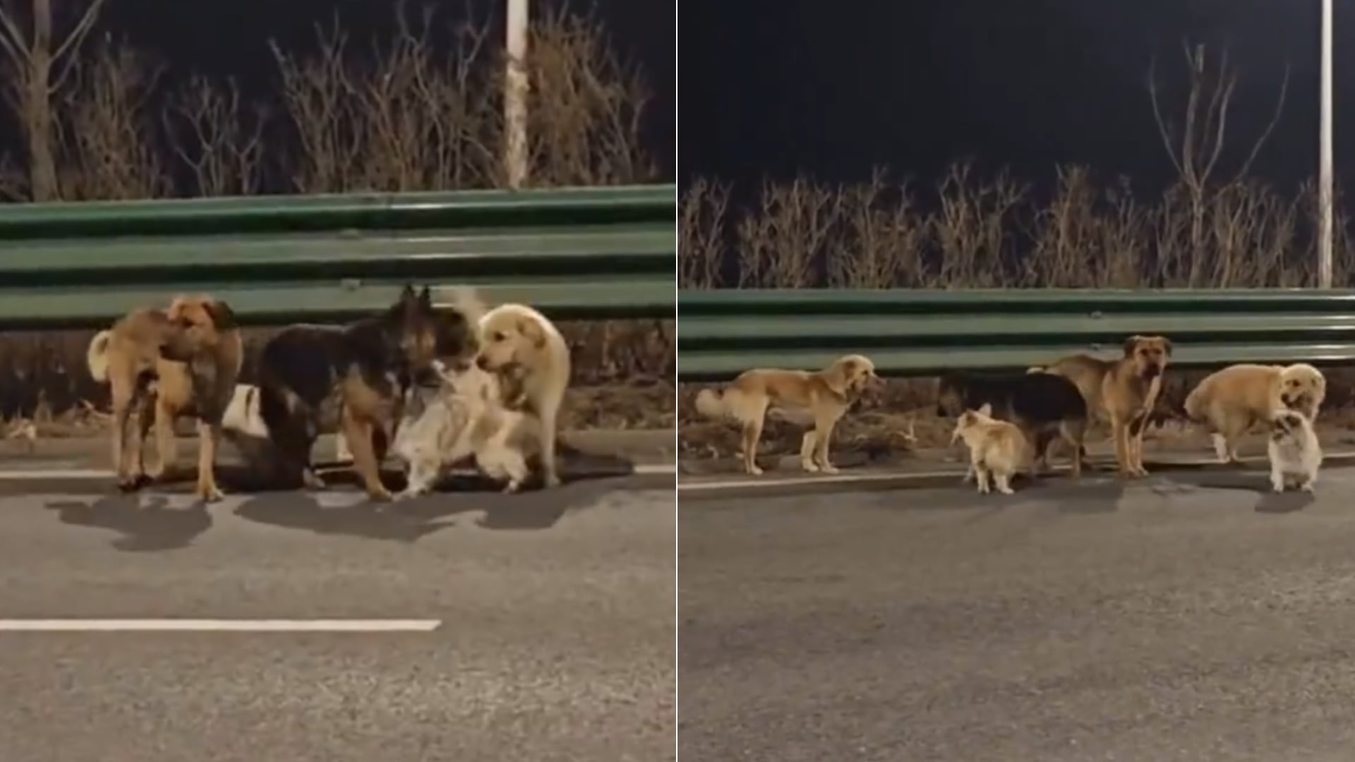 Perros caminaron 17 km en China y generaron teorías. Autoridades descartaron robo y explicaron la verdadera causa del recorrido.