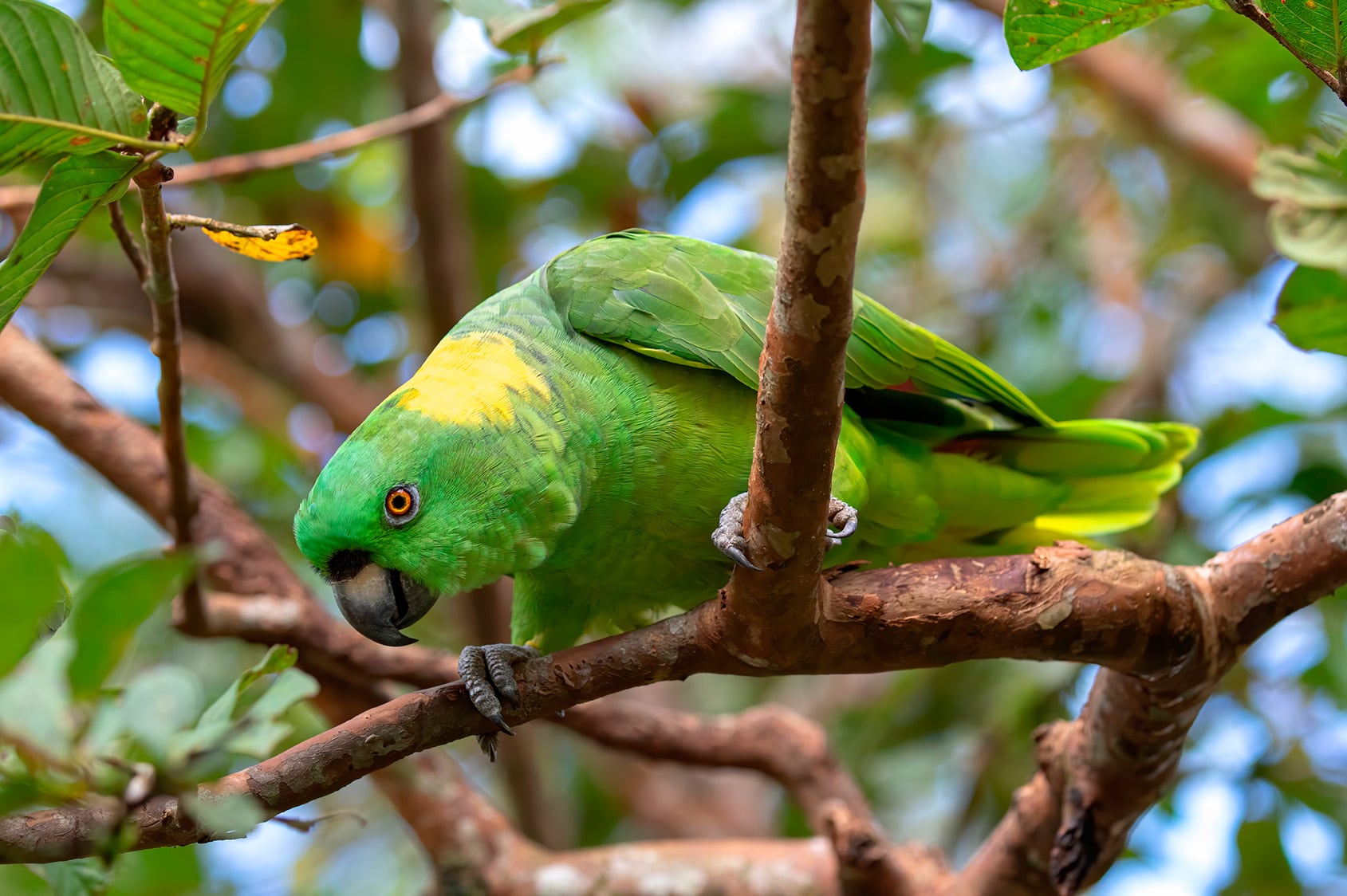 El "Amazona auropalliata", conocido popularmente como perico de nuca amarilla fue el objeto de estudio de esta investigación.
Fotografía: Shutterstock