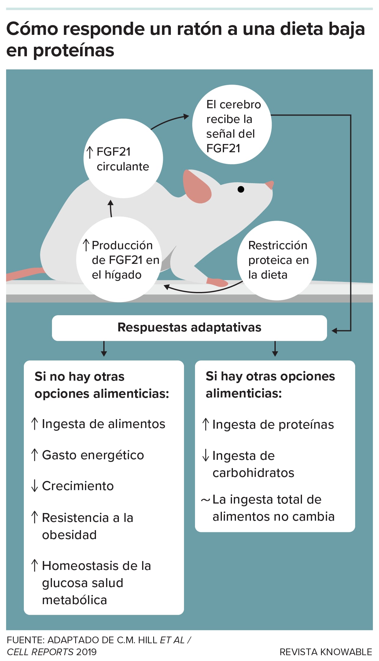 La hormona FGF21 alerta al cerebro sobre la baja proteína, que ajusta el consumo y la salud según las opciones alimenticias disponibles.