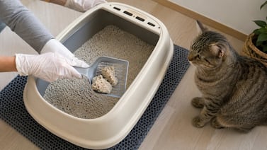 Cómo limpiar el arenero de su gato y evitar enfermedades en casa