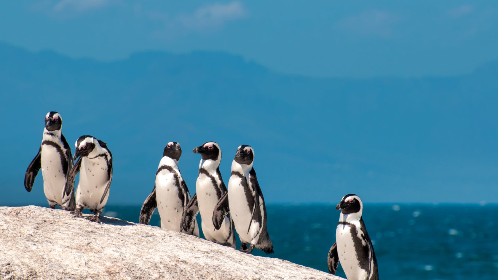 Investigadores vinculan la falta de sardinas con la caída del 95% en la población de pingüinos africanos entre 2004 y 2011 en Sudáfrica.