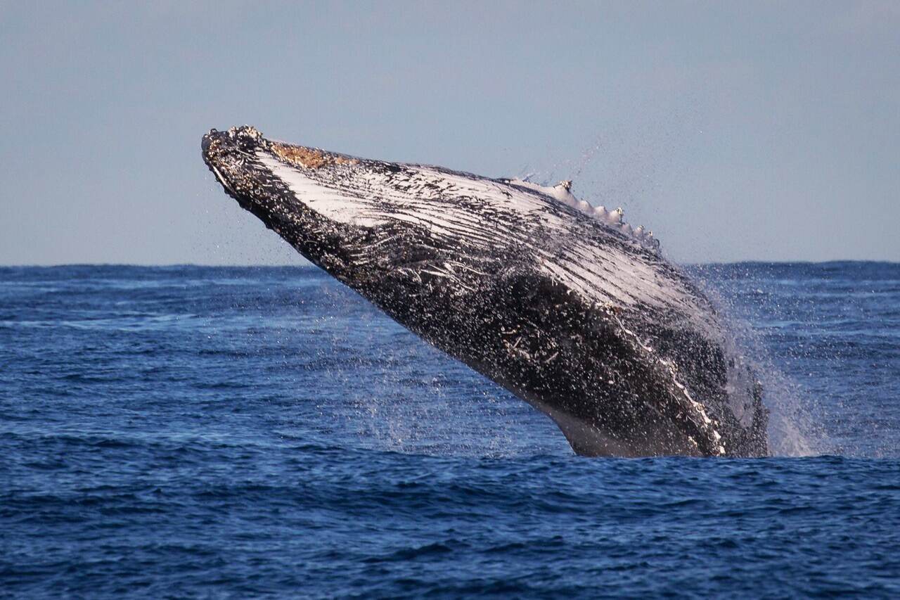 24/07/2019. La temporada de avistamiento de ballenas en Quepos va desde mediados de julio hasta noviembre.
Crédito: Catamarán Adventures Ocean King