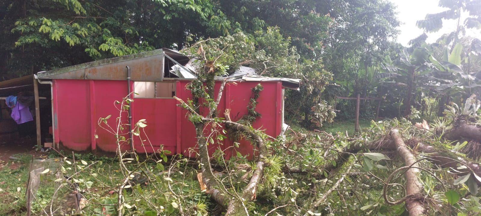 Un árbol cayó sobre una vivienda habitada por dos personas y también afectó el tendido eléctrico en Upala