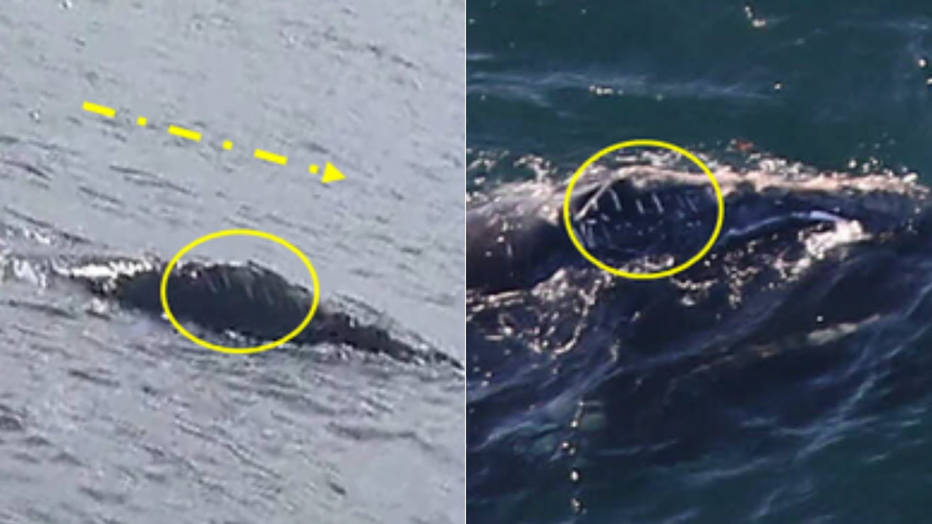 Las cicatrices únicas en la cabeza de la ballena permitieron a los investigadores comparar las fotografías del avistamiento en Irlanda (izquierda) con las imágenes captadas por el Center for Coastal Studies frente a Boston (derecha).