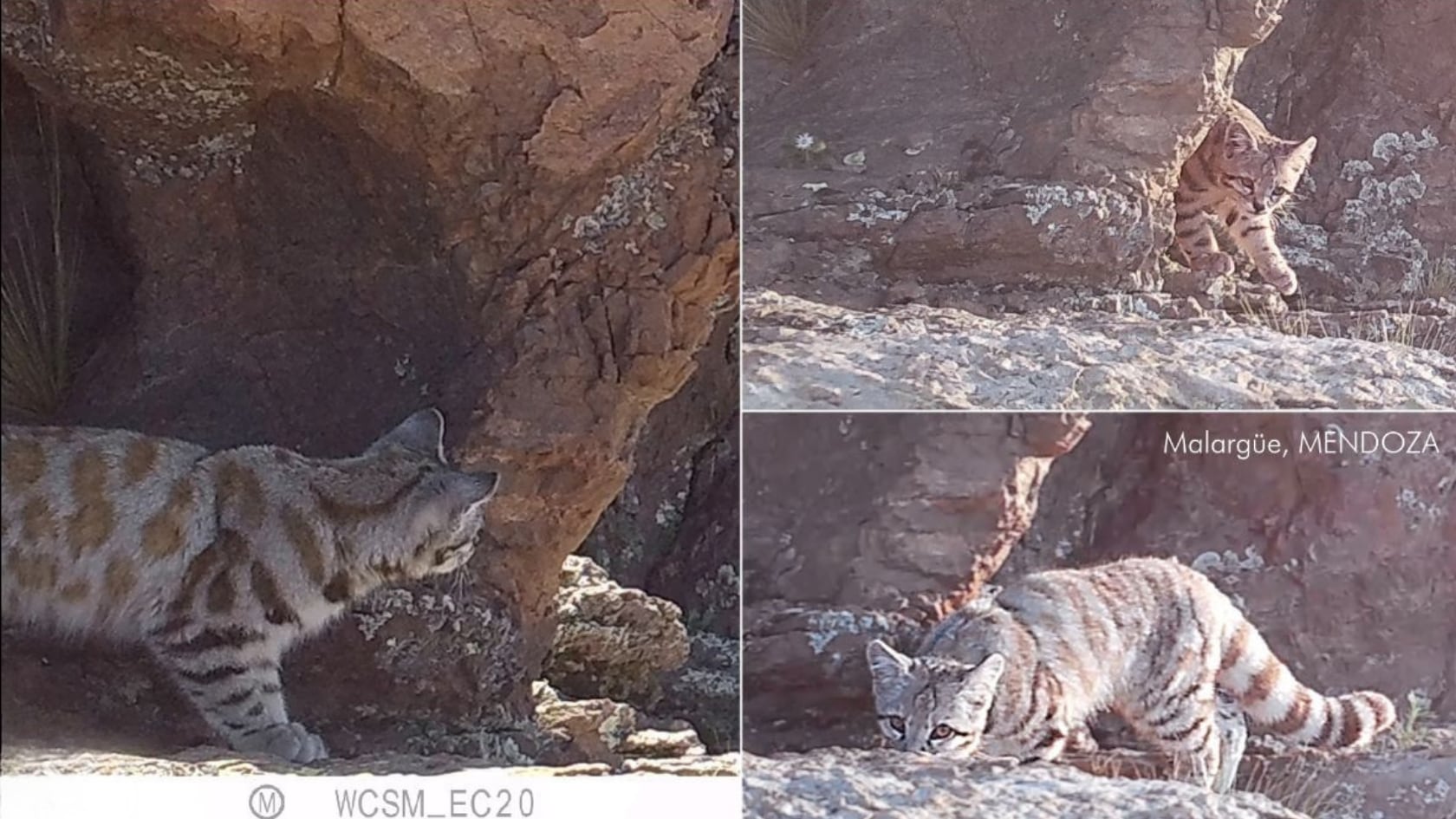Cámaras trampa captaron nuevamente al esquivo felino en Malargüe y reforzaron la importancia de La Payunia para la biodiversidad.