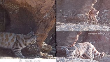 El ‘fantasma de los Andes’ reaparece tras un nuevo hallazgo que entusiasma a los científicos