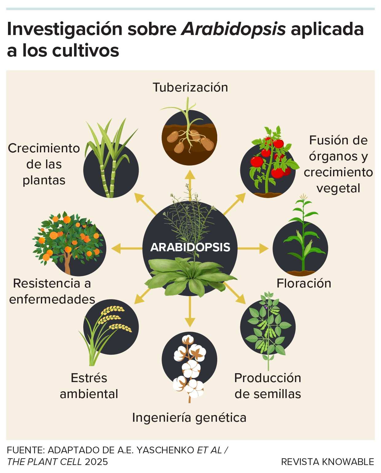 Un diagrama de cómo la mala hierba se aplica en el estudio de otros cultivos.