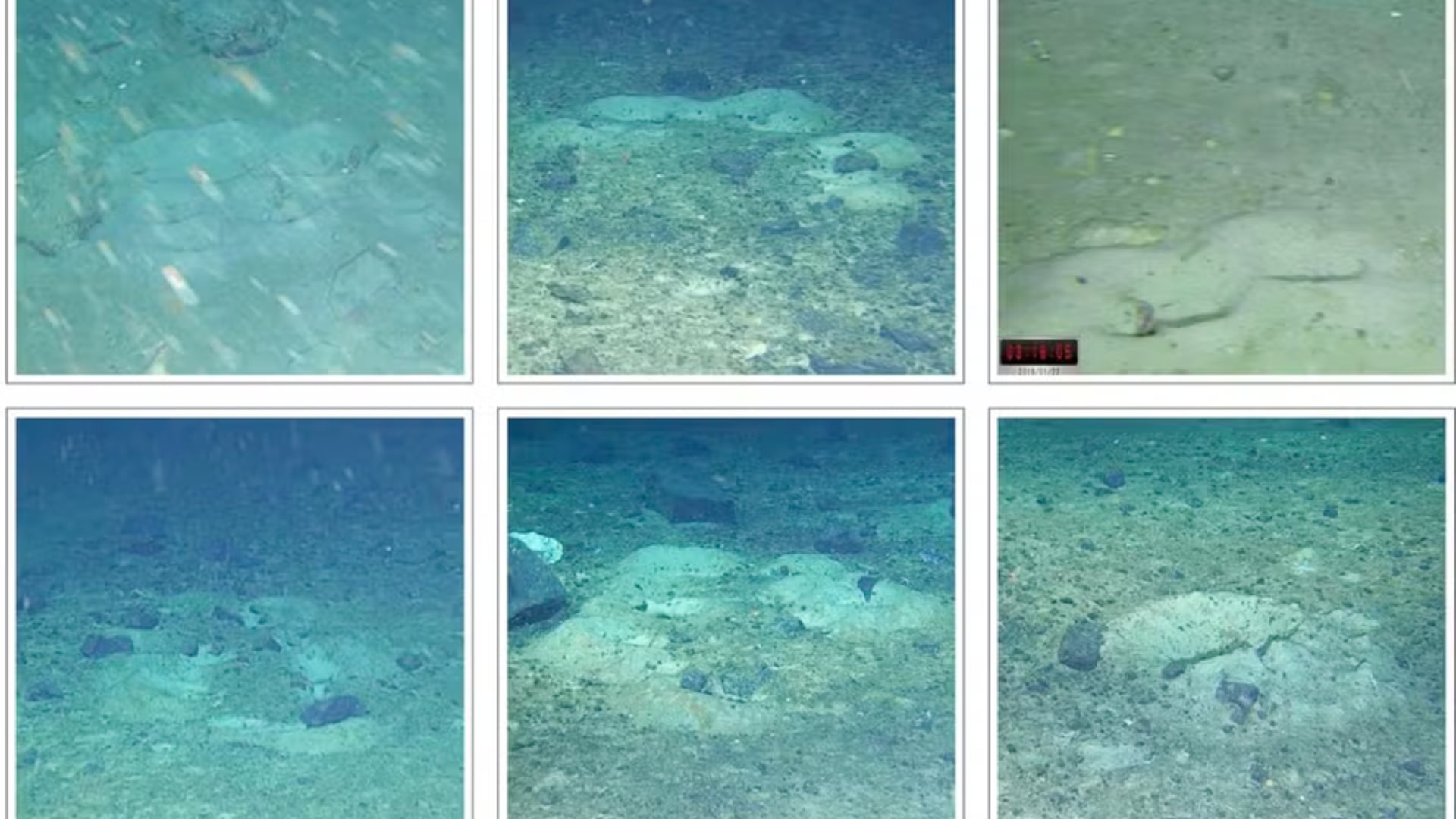 La búsqueda del Endurance llevó al hallazgo de una colonia de peces única bajo el hielo antártico, con miles de nidos y alto valor ecológico.