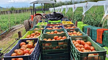 Papa, cebolla y tomate recorren intrincado camino que suma costos del campo hasta su mesa