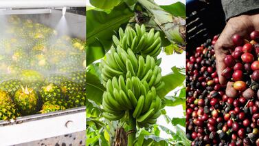 Aranceles Trump: Estados Unidos suspende aranceles a productos agrícolas. Piña, banano y café, incluidos