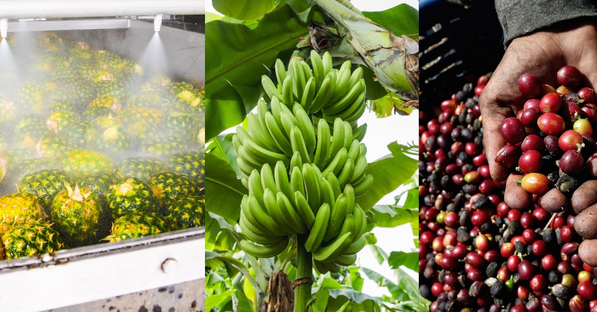 Fotocomposción que incluye imagenes de piña, banano y café en fruta.