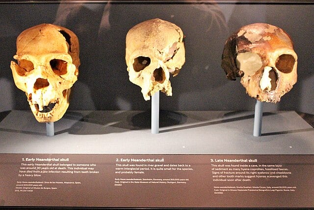 Cráneos neandertales (Homo neanderthalensis) de tres períodos diferentes, en el Museo de Historia Natural de Londres, Inglaterra.