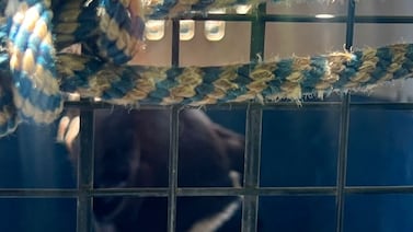 Hijo de hombre fallecido tras ataque de perro: ‘Me quitó uno de mis tesoros más grandes’