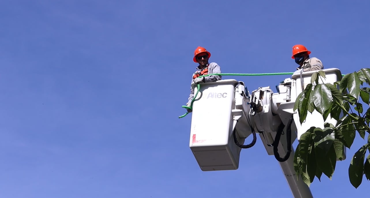 Una familia de cinco perezosos (que esta semana fueron declarados símbolo nacional) ya no se jugarán la vida para poder comer al cruzar una calle de Getsemaní de San Rafael de Heredia.