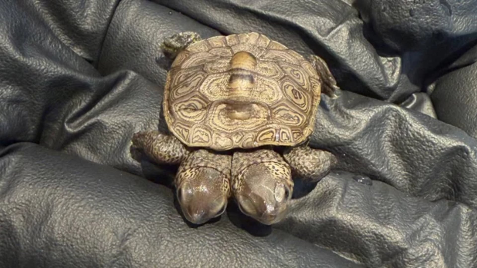 Una tortuga diamante con dos cabezas fue encontrada en un nido protegido en Wellfleet, Massachusetts.