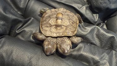Tortuga diamante de dos cabezas es encontrada en Massachusetts