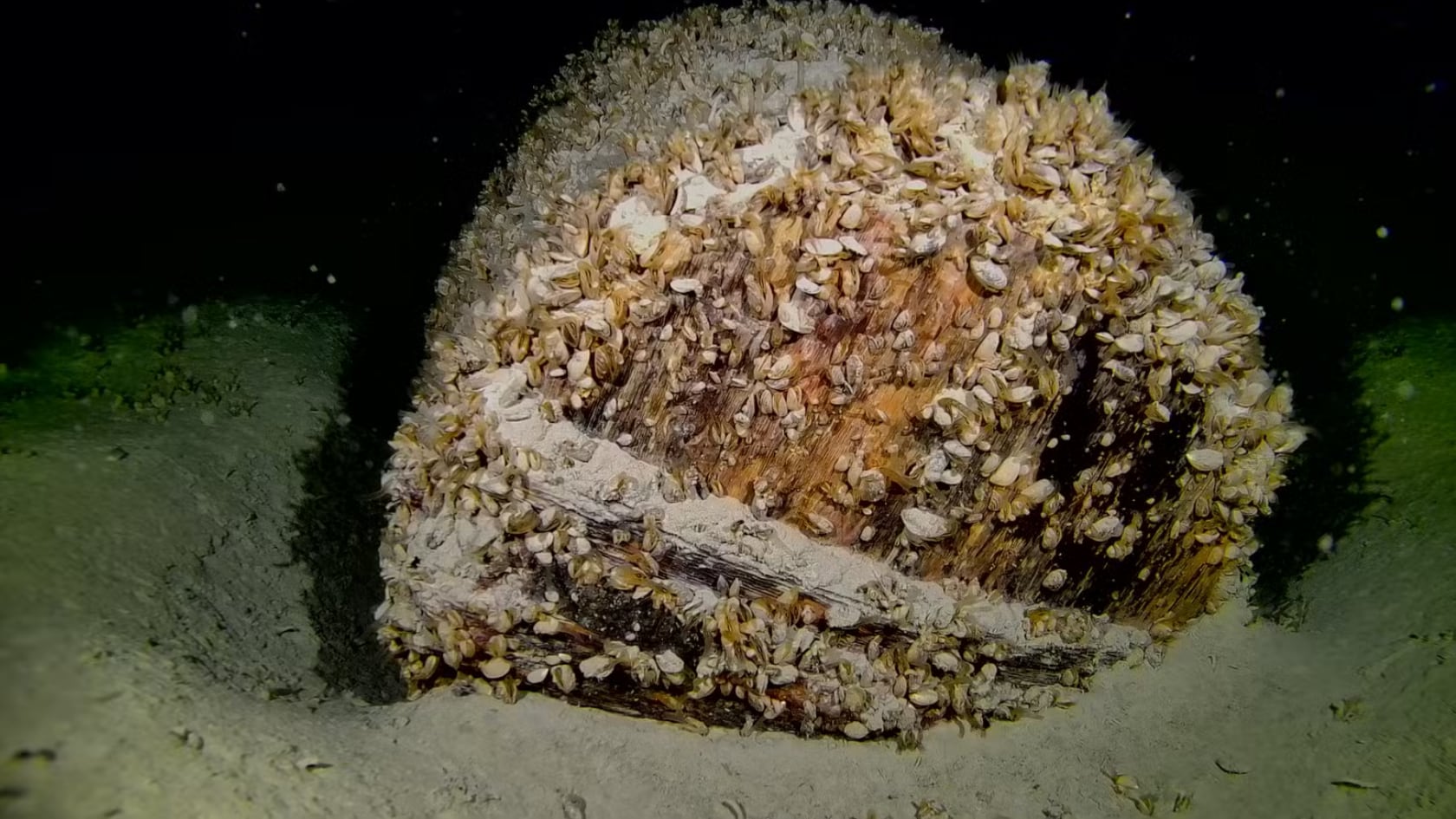 Un barril de madera intacto con tapa en las profundidades del lago de Constanza.