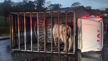 Mujer muere tras choque con camión que transportaba toro en San Carlos