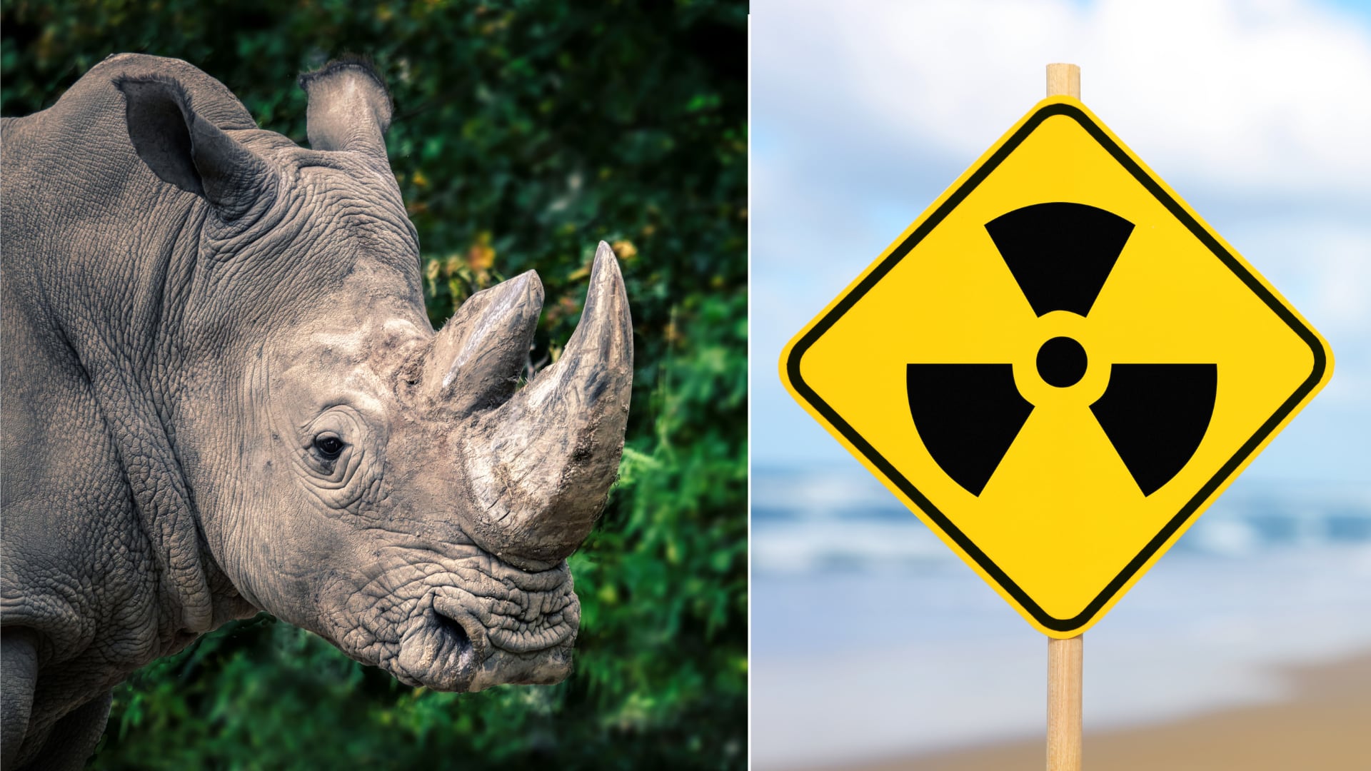 El Proyecto Rhisotope emplea isótopos radiactivos en cuernos de rinocerontes para desalentar la caza furtiva.