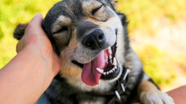 Perros de asistencia y perros de apoyo emocional: ¿Cuál es la diferencia y cuáles son las reglas en los condominios?