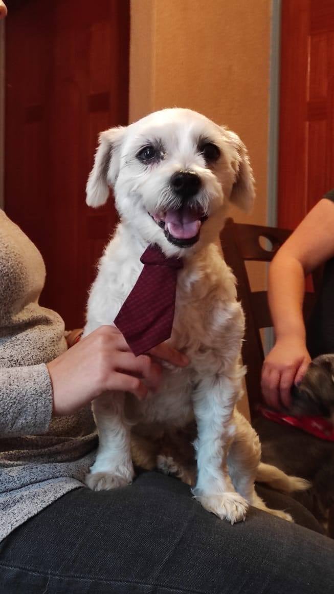 María Torres perro Tequila