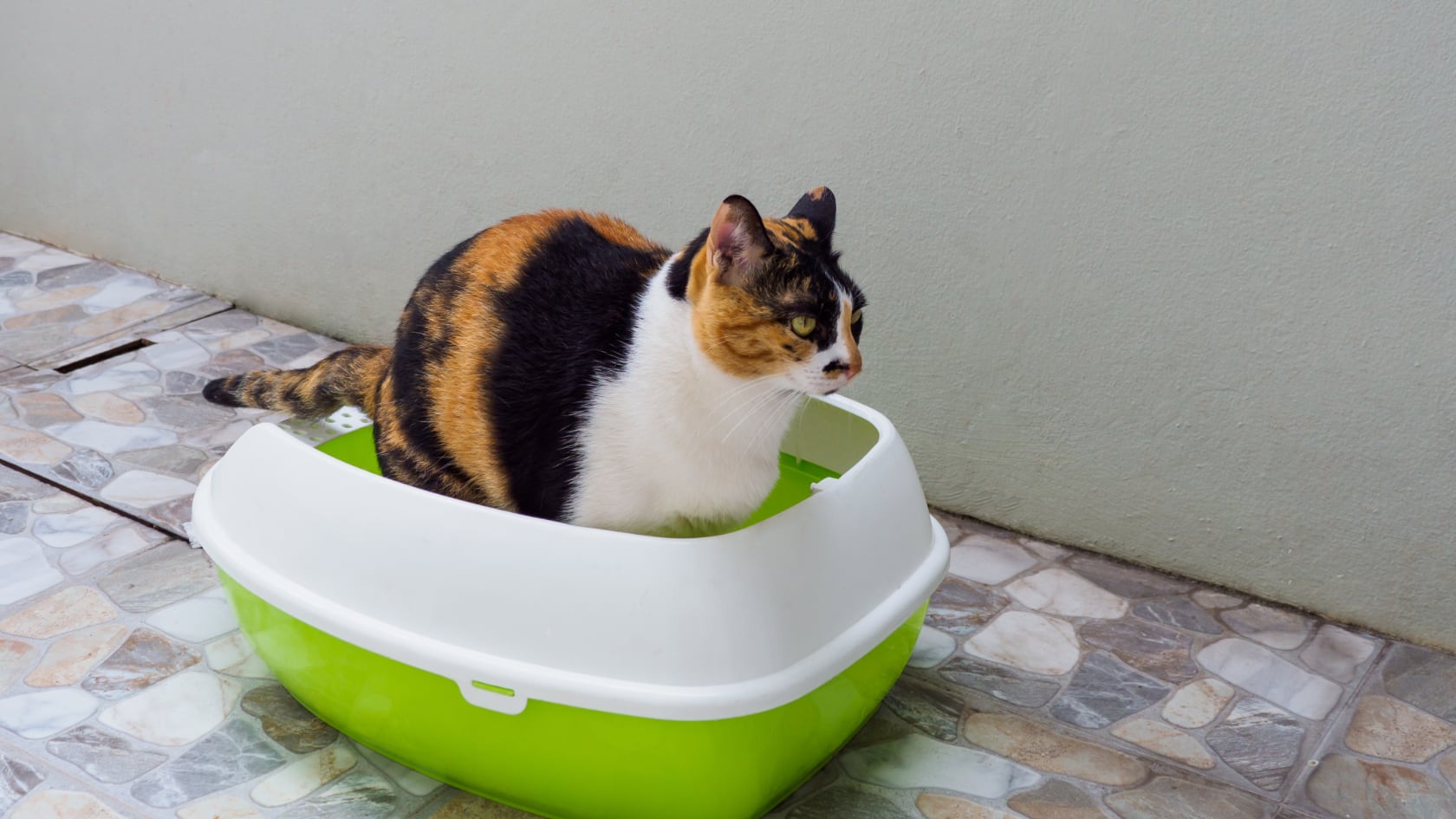 Consejos clave para quitar el olor a orina de gato del hogar y prevenir nuevos episodios.