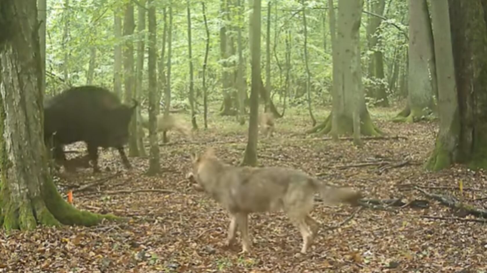 El inédito registro permitió documentar cómo los bisontes europeos enfrentan ataques de lobos en uno de los bosques más antiguos del continente.